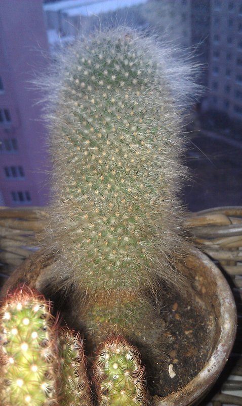 IMAG0326.jpg