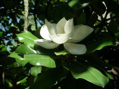 P7060081.jpg (410.72 Кб) Просмотров: 18131 P7060081.jpg