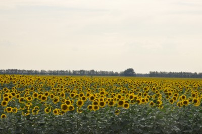 _DSC0023.jpg (573.75 Кб) Просмотров: 10743 _DSC0023.jpg
