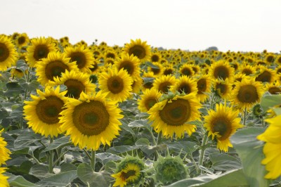 _DSC0003.jpg (609.85 Кб) Просмотров: 10745 _DSC0003.jpg