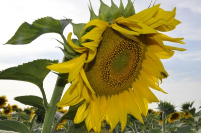 _DSC0012.jpg (553.17 Кб) Просмотров: 10742 _DSC0012.jpg