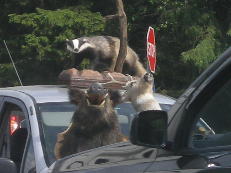 DSCN8664.JPG (162.17 Кб) Просмотров: 17782 DSCN8664.JPG