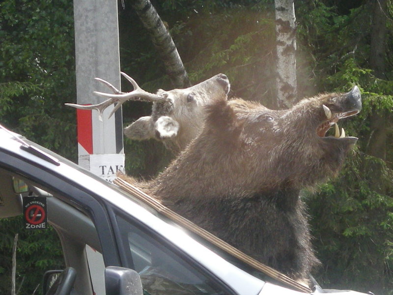 DSCN8666.JPG (194.85 Кб) Просмотров: 17582 DSCN8666.JPG